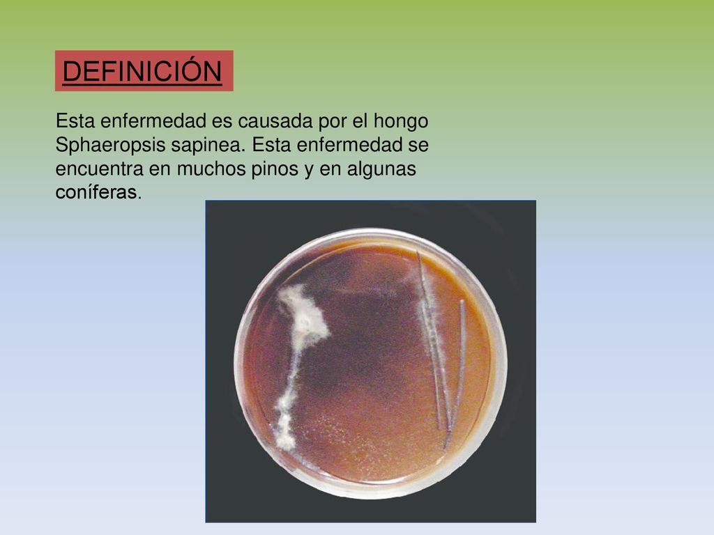 DEFINICIÓN Esta enfermedad es causada por el hongo Sphaeropsis sapinea.