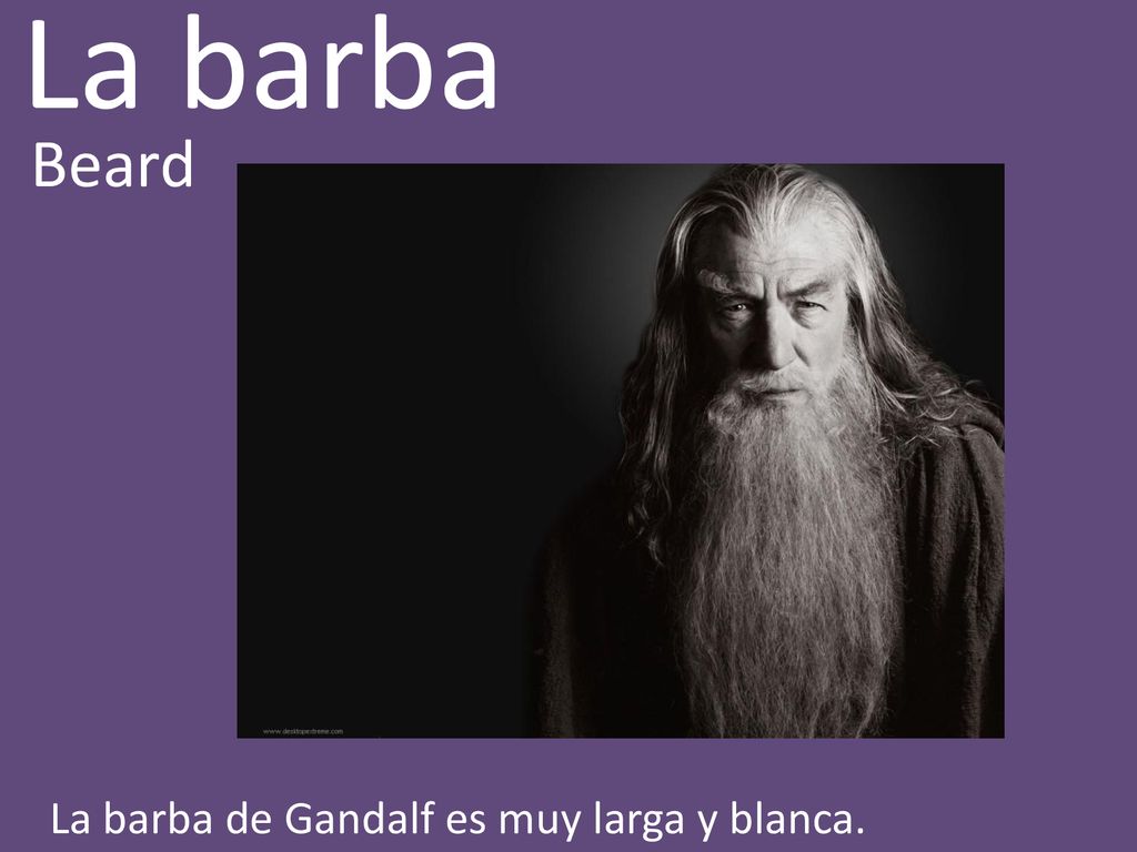 La barba Beard La barba de Gandalf es muy larga y blanca.