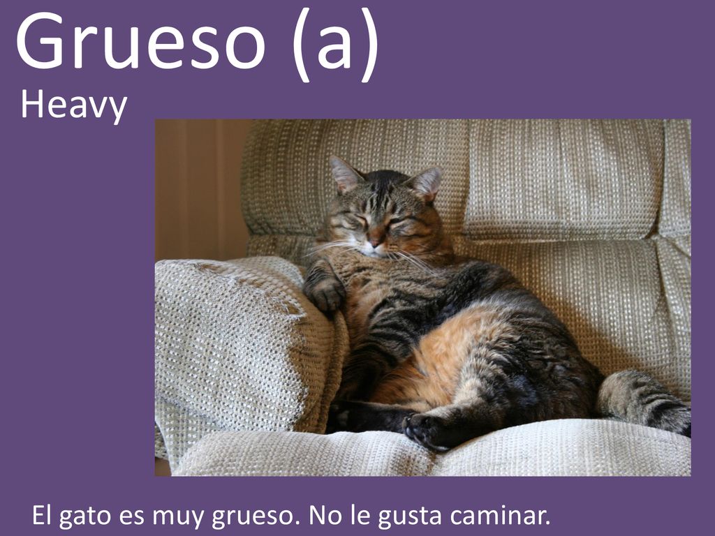 Grueso (a) Heavy El gato es muy grueso. No le gusta caminar.