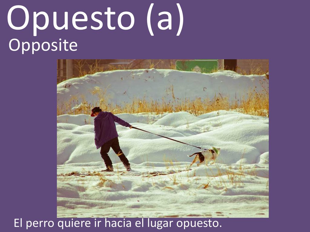 Opuesto (a) Opposite El perro quiere ir hacia el lugar opuesto.