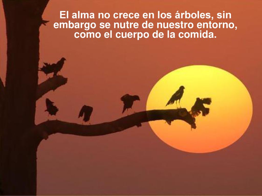 El alma no crece en los árboles, sin embargo se nutre de nuestro entorno, como el cuerpo de la comida.