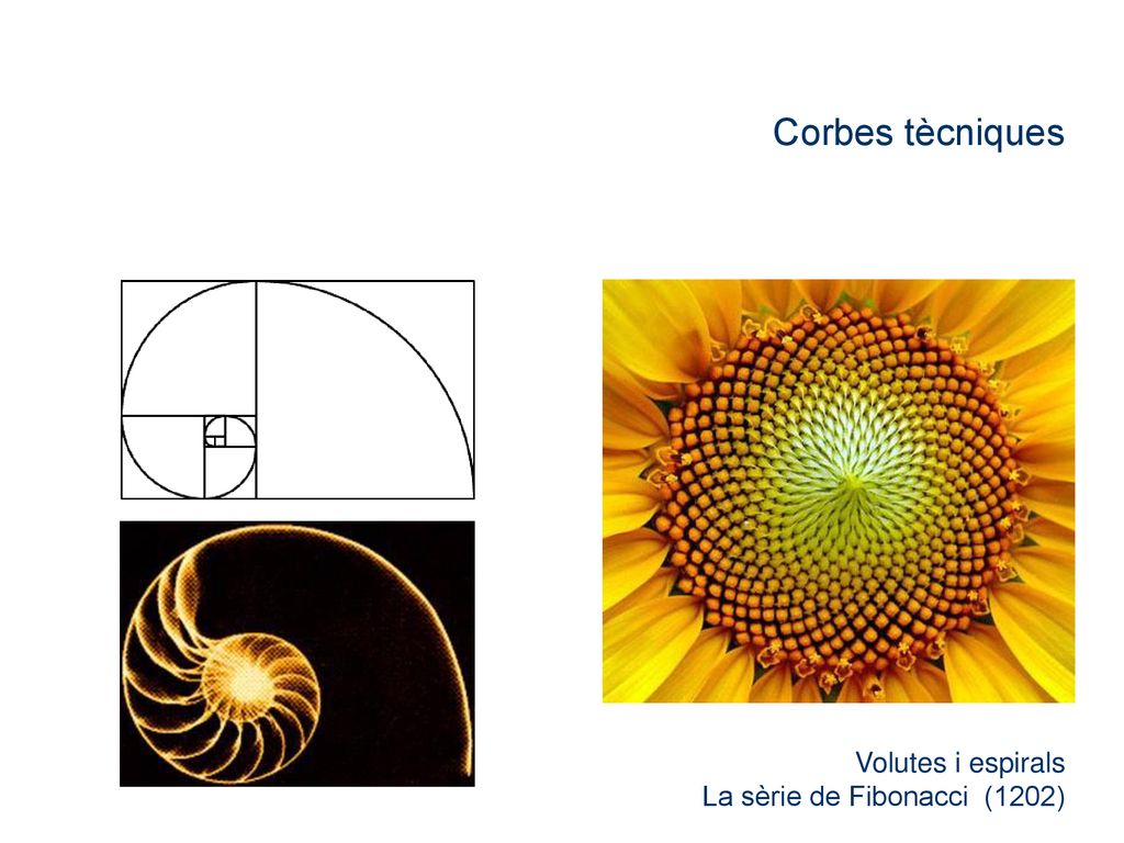 Corbes tècniques Volutes i espirals La sèrie de Fibonacci (1202)