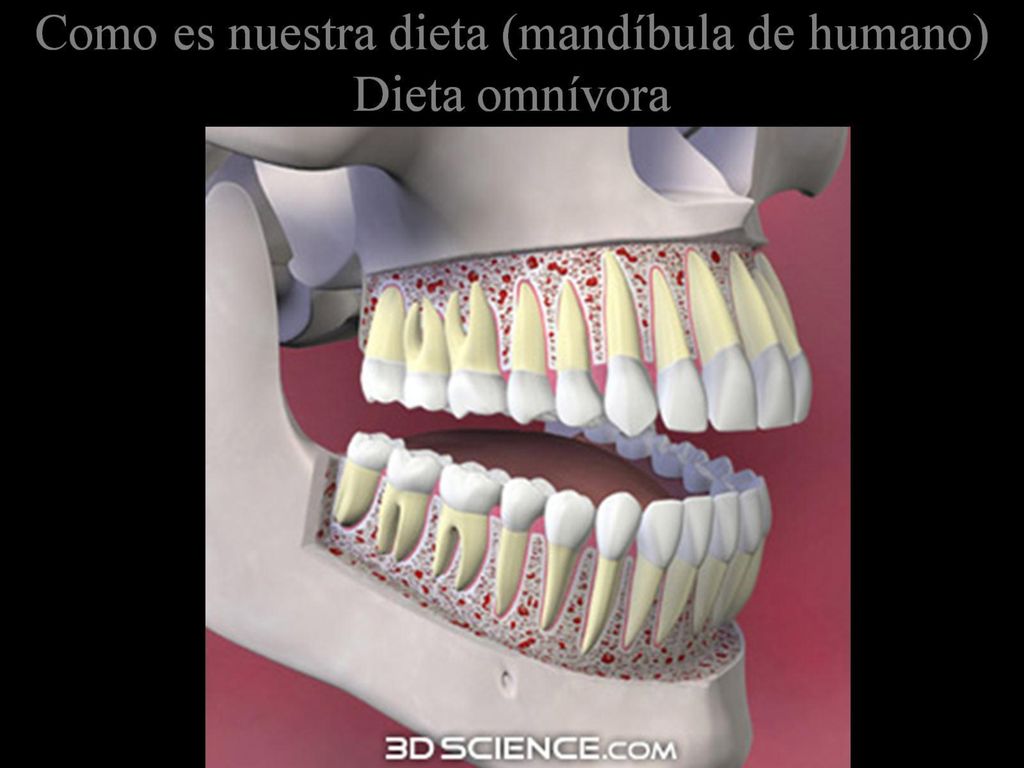 Como es nuestra dieta (mandíbula de humano) Dieta omnívora