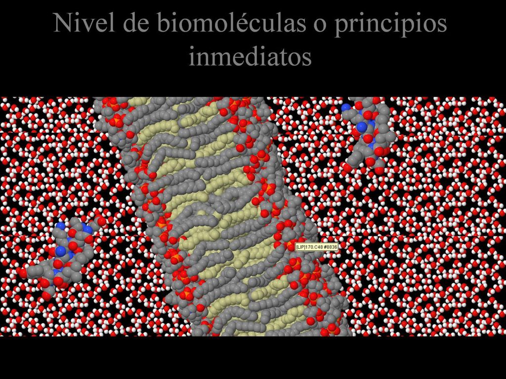 Nivel de biomoléculas o principios inmediatos