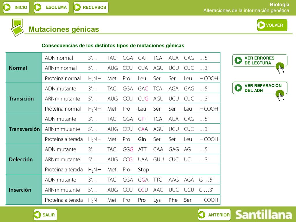 Consecuencias de los distintos tipos de mutaciones génicas