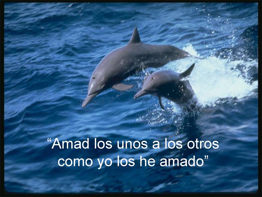 Amad los unos a los otros como yo los he amado