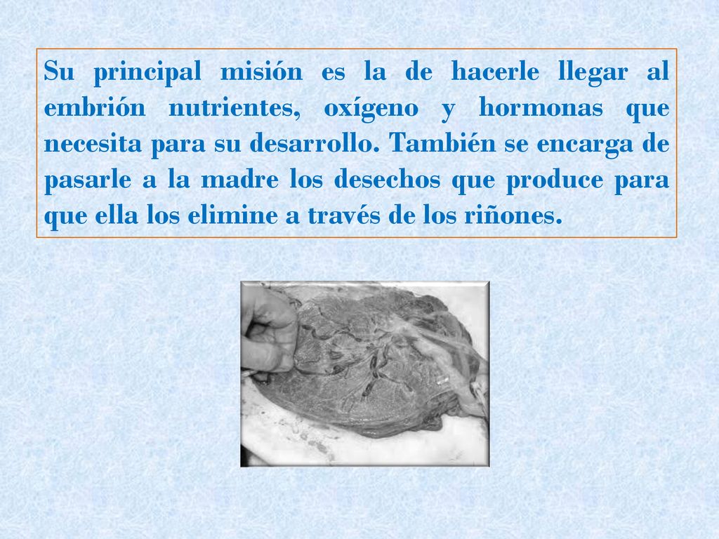 Su principal misión es la de hacerle llegar al embrión nutrientes, oxígeno y hormonas que necesita para su desarrollo.