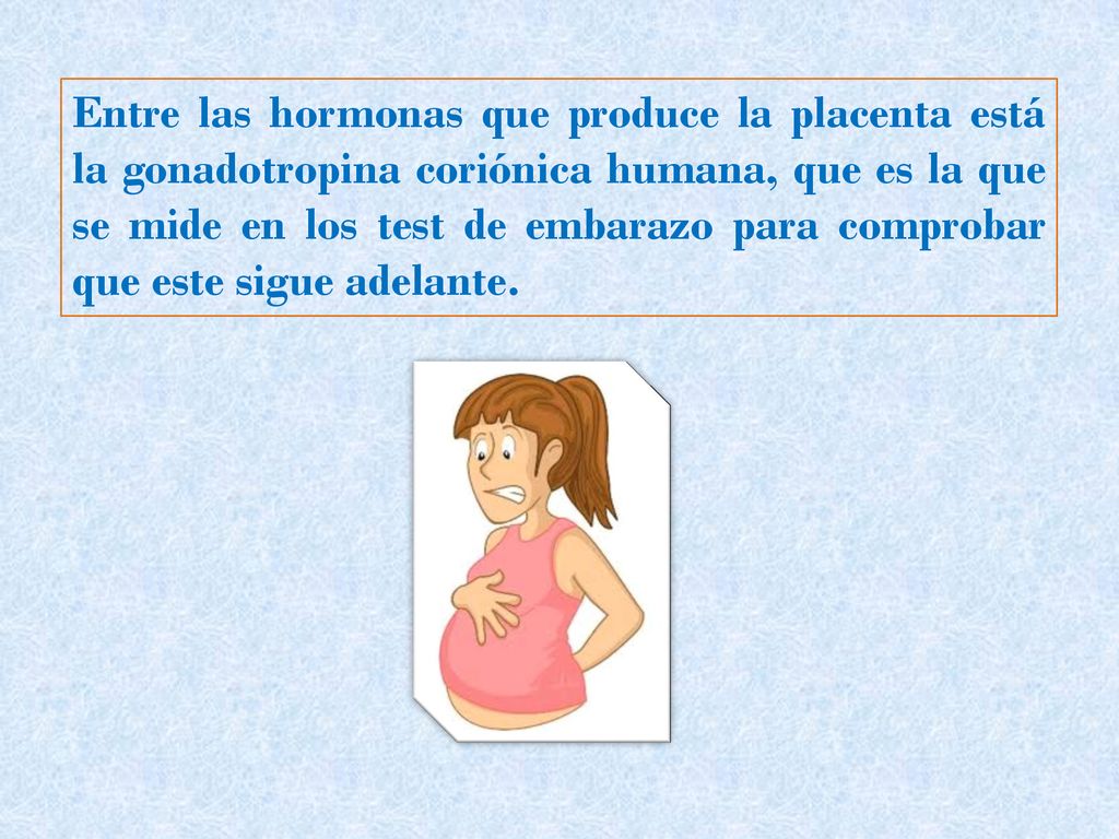 Entre las hormonas que produce la placenta está la gonadotropina coriónica humana, que es la que se mide en los test de embarazo para comprobar que este sigue adelante.