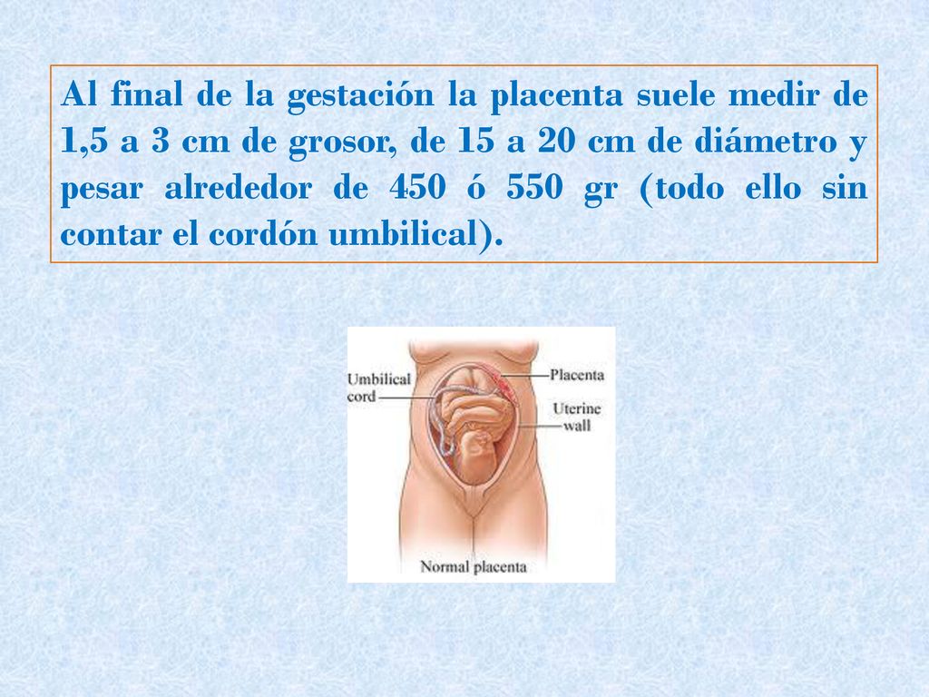 Al final de la gestación la placenta suele medir de 1,5 a 3 cm de grosor, de 15 a 20 cm de diámetro y pesar alrededor de 450 ó 550 gr (todo ello sin contar el cordón umbilical).