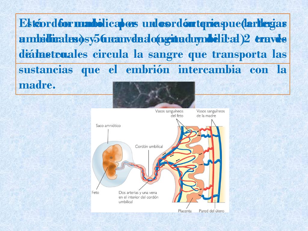 Está formado por dos arterias (arterias umbilicales) y una vena (vena umbilical) través de las cuales circula la sangre que transporta las sustancias que el embrión intercambia con la madre.