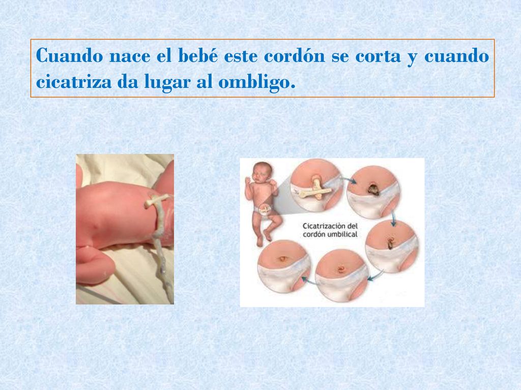 Cuando nace el bebé este cordón se corta y cuando cicatriza da lugar al ombligo.