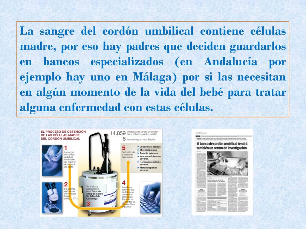 La sangre del cordón umbilical contiene células madre, por eso hay padres que deciden guardarlos en bancos especializados (en Andalucía por ejemplo hay uno en Málaga) por si las necesitan en algún momento de la vida del bebé para tratar alguna enfermedad con estas células.