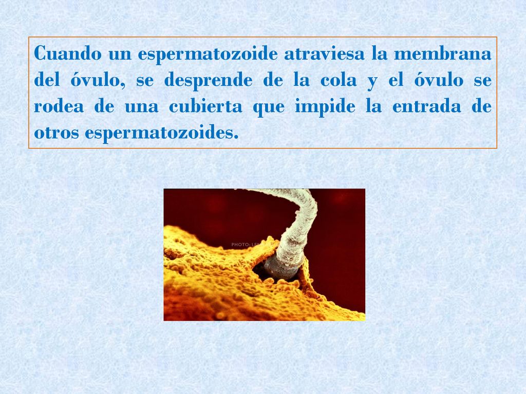 Cuando un espermatozoide atraviesa la membrana del óvulo, se desprende de la cola y el óvulo se rodea de una cubierta que impide la entrada de otros espermatozoides.