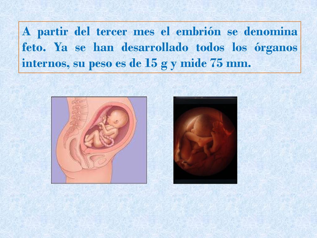 A partir del tercer mes el embrión se denomina feto