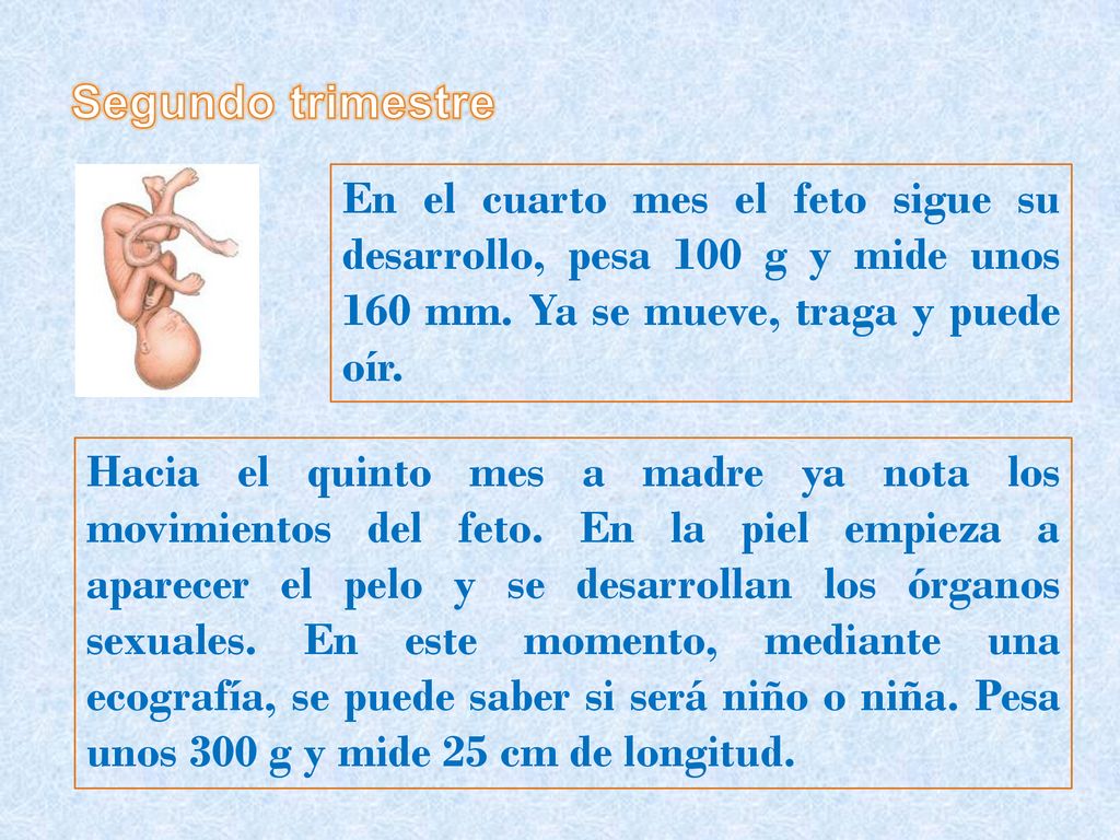 Segundo trimestre En el cuarto mes el feto sigue su desarrollo, pesa 100 g y mide unos 160 mm. Ya se mueve, traga y puede oír.