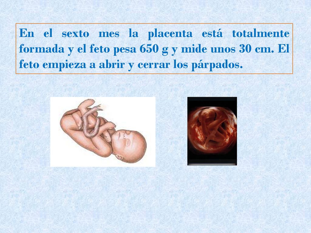 En el sexto mes la placenta está totalmente formada y el feto pesa 650 g y mide unos 30 cm.