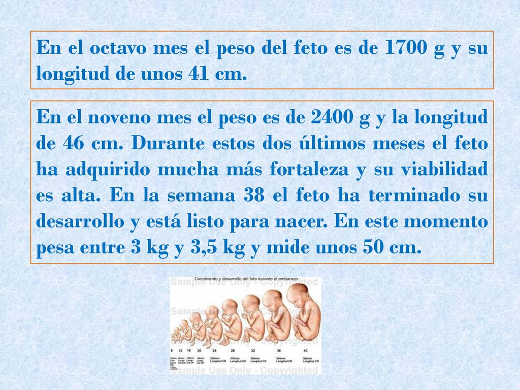 En el octavo mes el peso del feto es de 1700 g y su longitud de unos 41 cm.