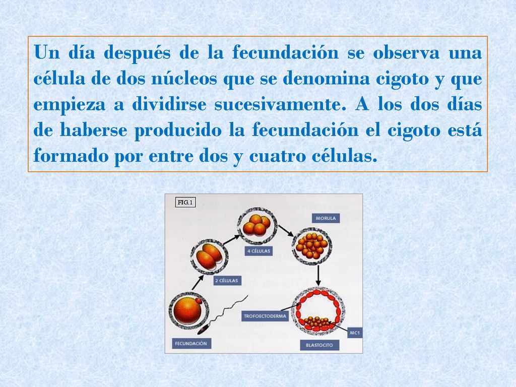 Un día después de la fecundación se observa una célula de dos núcleos que se denomina cigoto y que empieza a dividirse sucesivamente.