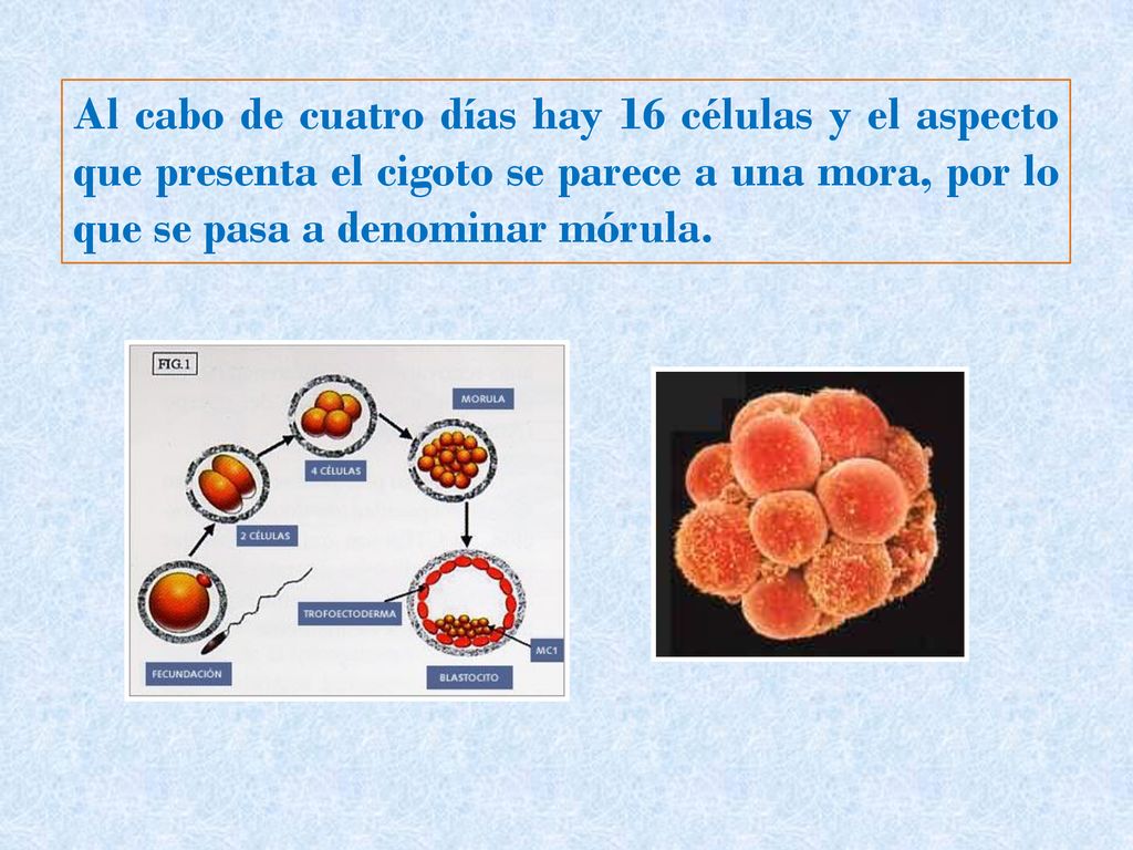 Al cabo de cuatro días hay 16 células y el aspecto que presenta el cigoto se parece a una mora, por lo que se pasa a denominar mórula.