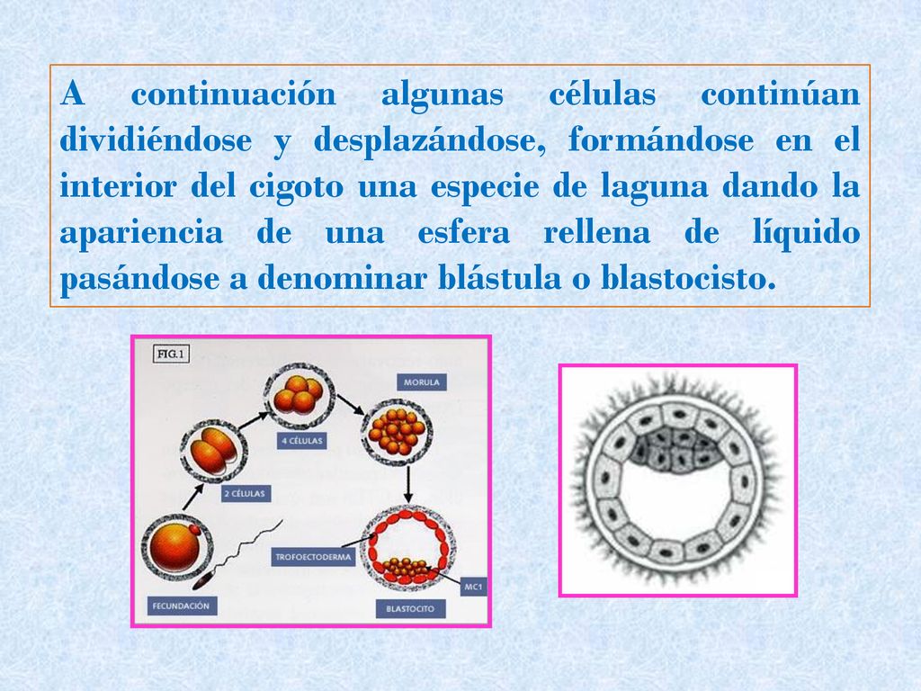 A continuación algunas células continúan dividiéndose y desplazándose, formándose en el interior del cigoto una especie de laguna dando la apariencia de una esfera rellena de líquido pasándose a denominar blástula o blastocisto.
