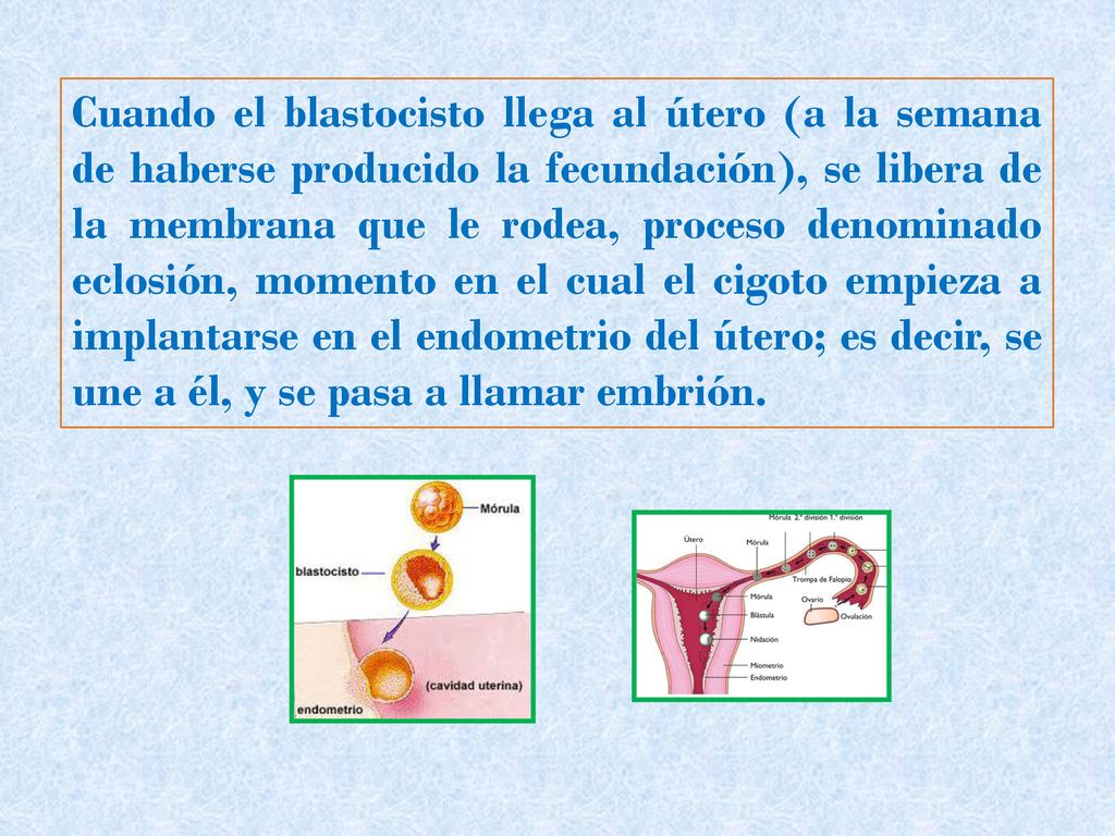 Cuando el blastocisto llega al útero (a la semana de haberse producido la fecundación), se libera de la membrana que le rodea, proceso denominado eclosión, momento en el cual el cigoto empieza a implantarse en el endometrio del útero; es decir, se une a él, y se pasa a llamar embrión.