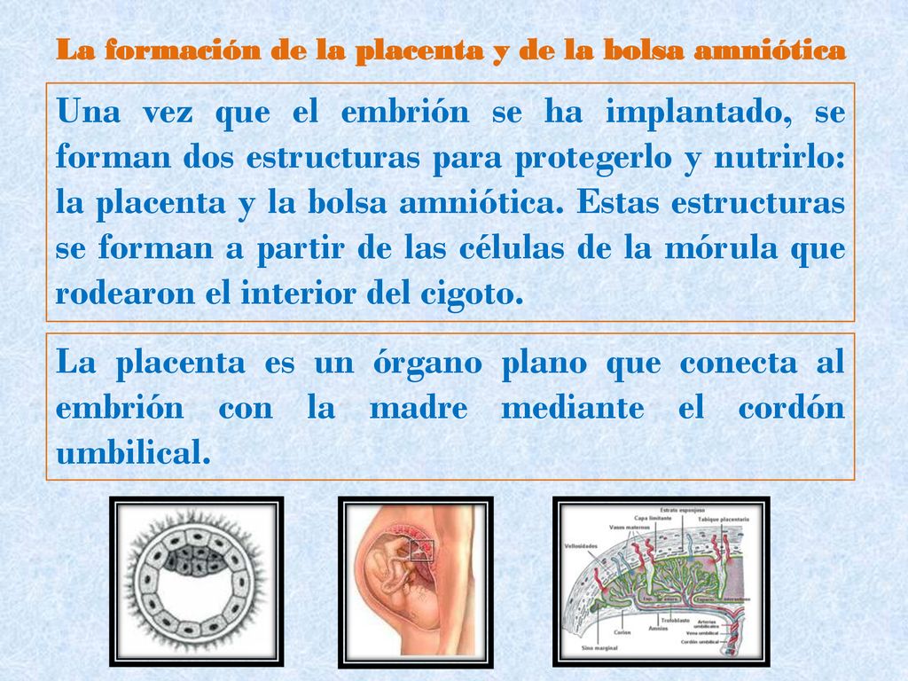 La formación de la placenta y de la bolsa amniótica
