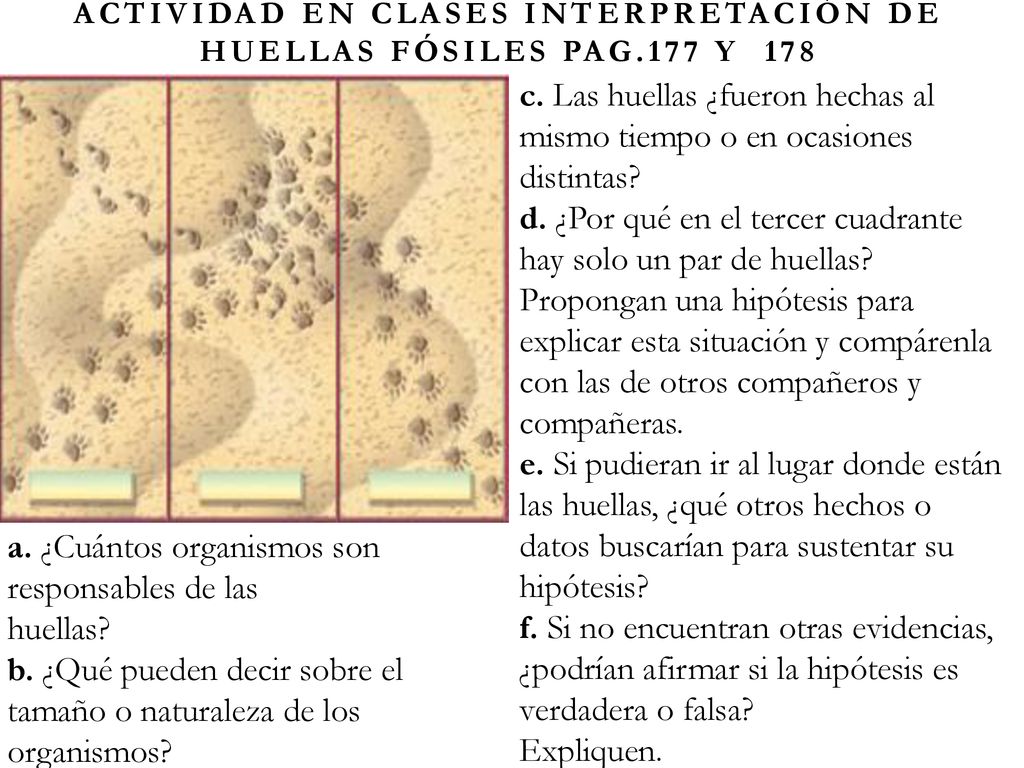 ACTIVIDAD EN CLASES Interpretación de huellas fósiles Pag.177 y 178