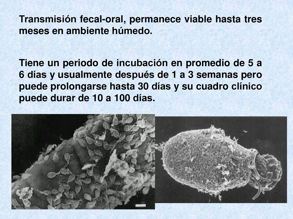 Transmisión fecal-oral, permanece viable hasta tres meses en ambiente húmedo.