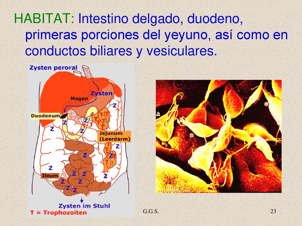 HABITAT: Intestino delgado, duodeno, primeras porciones del yeyuno, así como en conductos biliares y vesiculares.