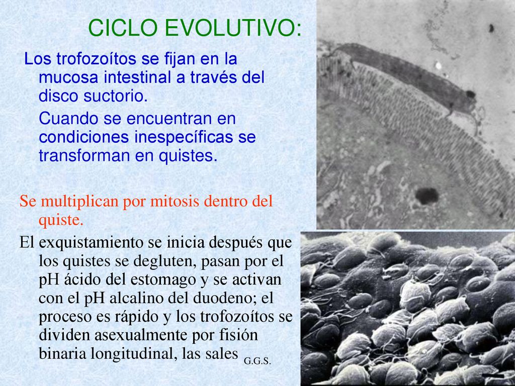 CICLO EVOLUTIVO: Los trofozoítos se fijan en la mucosa intestinal a través del disco suctorio.
