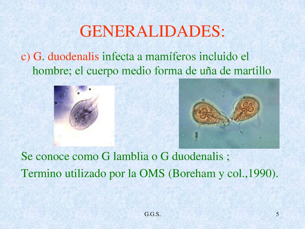 GENERALIDADES: c) G. duodenalis infecta a mamíferos incluido el hombre; el cuerpo medio forma de uña de martillo.