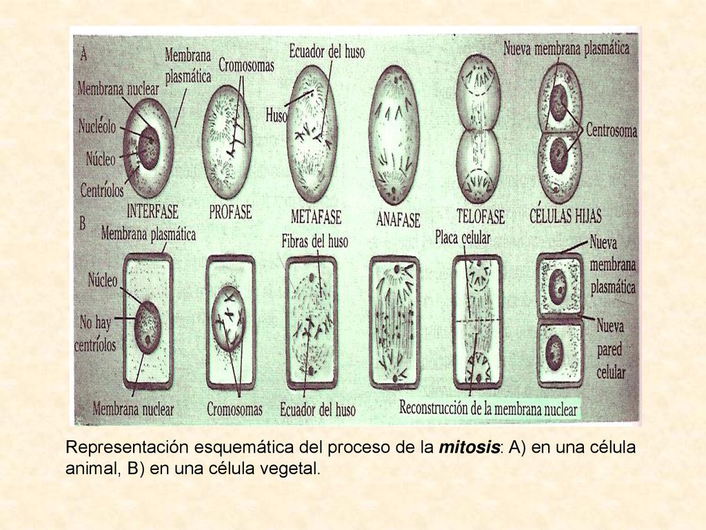Representación esquemática del proceso de la mitosis: A) en una célula animal, B) en una célula vegetal.