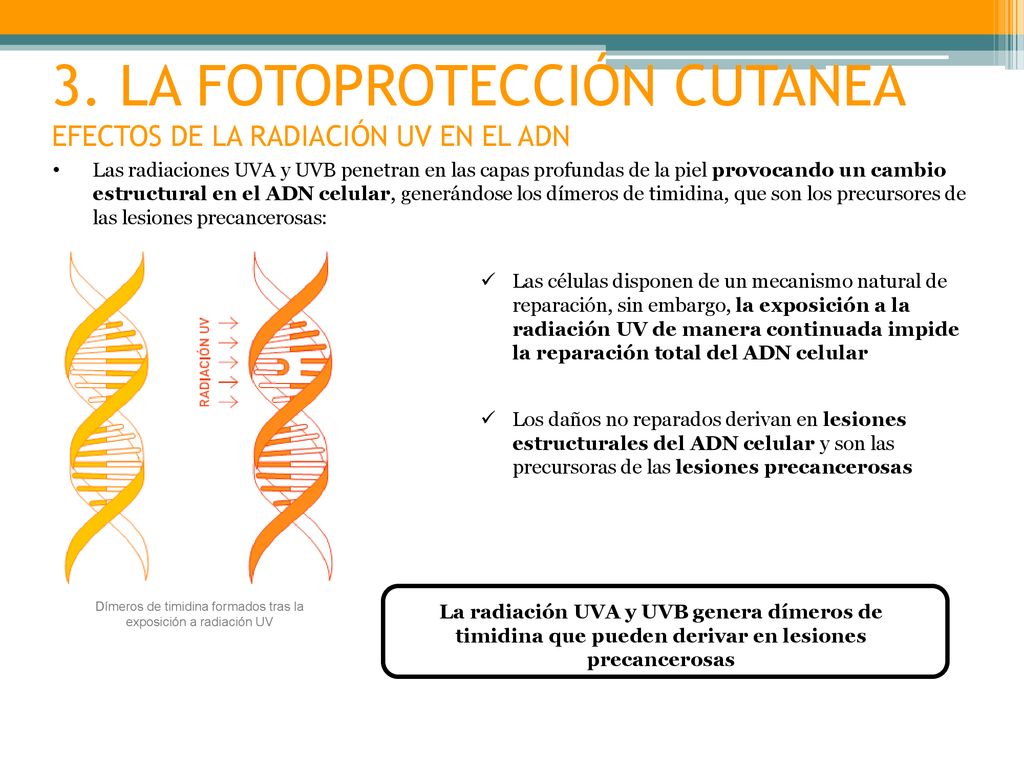 3. LA FOTOPROTECCIÓN CUTANEA EFECTOS DE LA RADIACIÓN UV EN EL ADN
