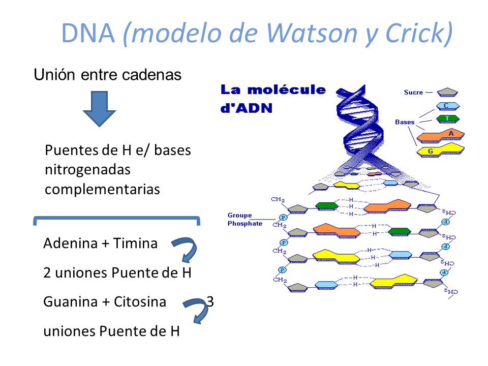 DNA (modelo de Watson y Crick)