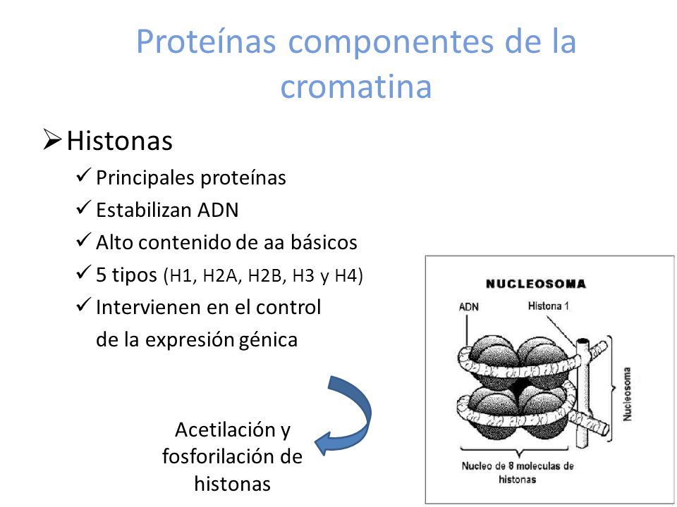 Proteínas componentes de la cromatina
