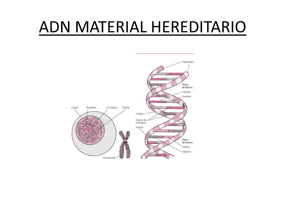ADN MATERIAL HEREDITARIO