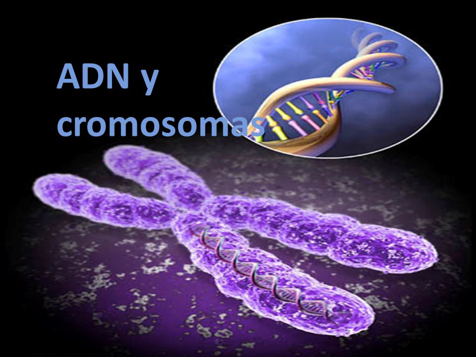 ADN y cromosomas