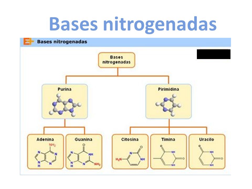 Bases nitrogenadas