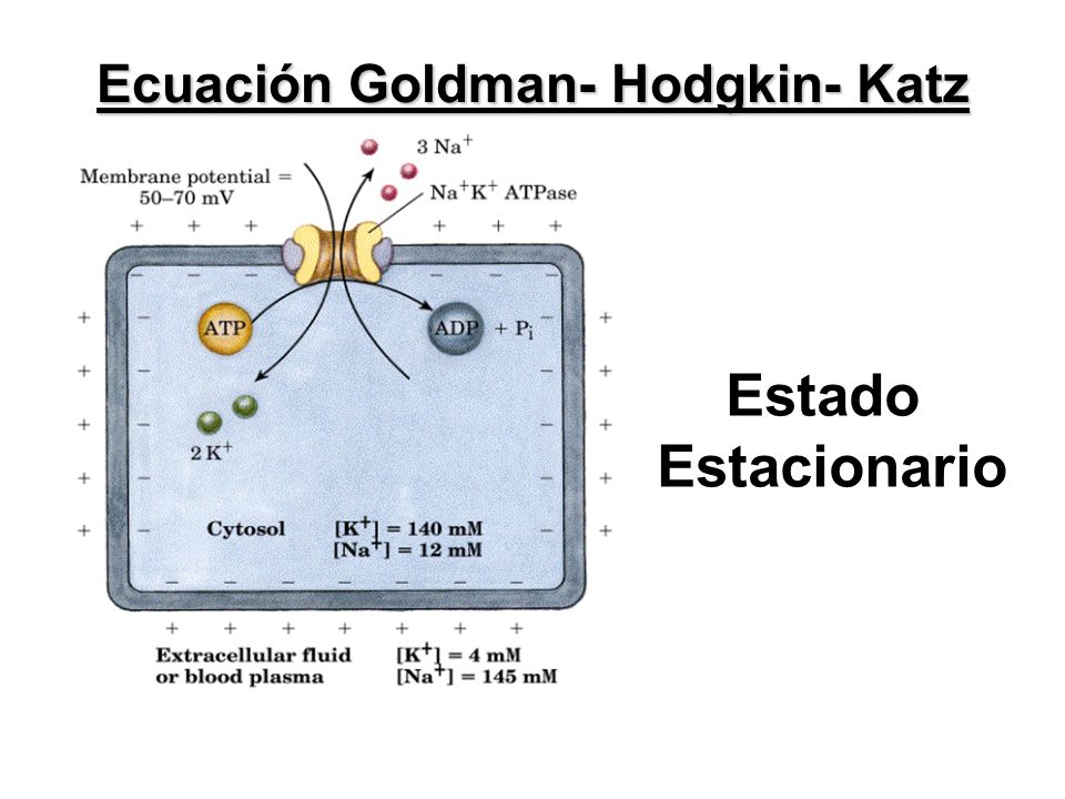 Ecuación Goldman- Hodgkin- Katz