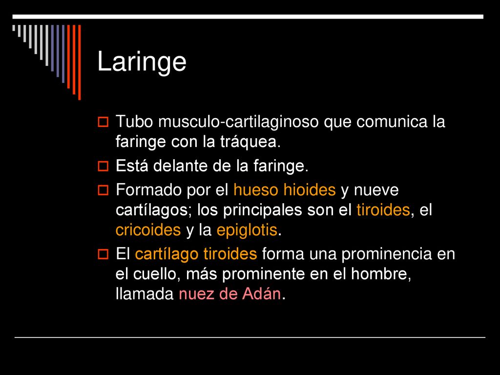 Laringe Tubo musculo-cartilaginoso que comunica la faringe con la tráquea. Está delante de la faringe.