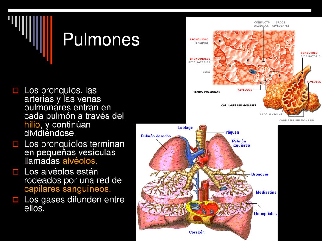 Pulmones Los bronquios, las arterias y las venas pulmonares entran en cada pulmón a través del hilio, y continúan dividiéndose.