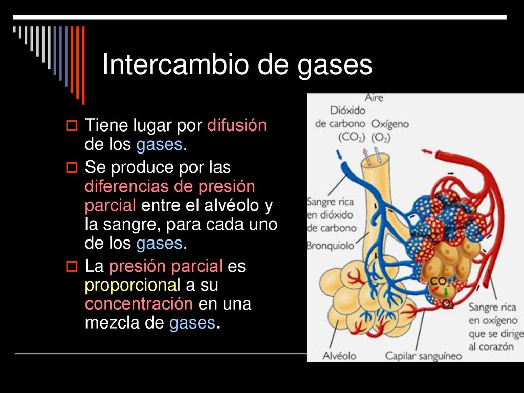 Intercambio de gases Tiene lugar por difusión de los gases.