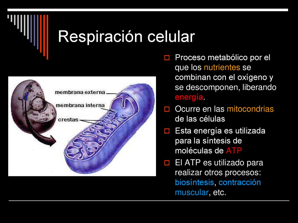 Respiración celular Proceso metabólico por el que los nutrientes se combinan con el oxígeno y se descomponen, liberando energía.