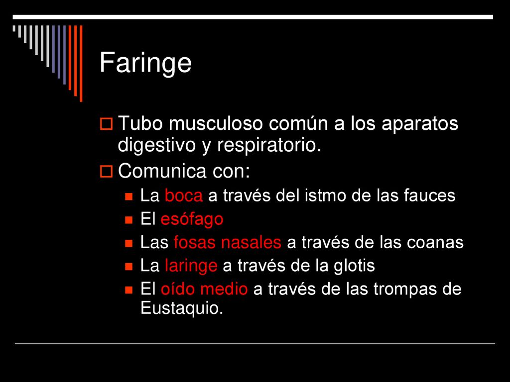 Faringe Tubo musculoso común a los aparatos digestivo y respiratorio.