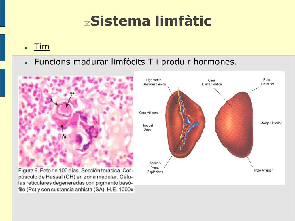 Sistema limfàtic Tim Funcions madurar limfócits T i produir hormones.