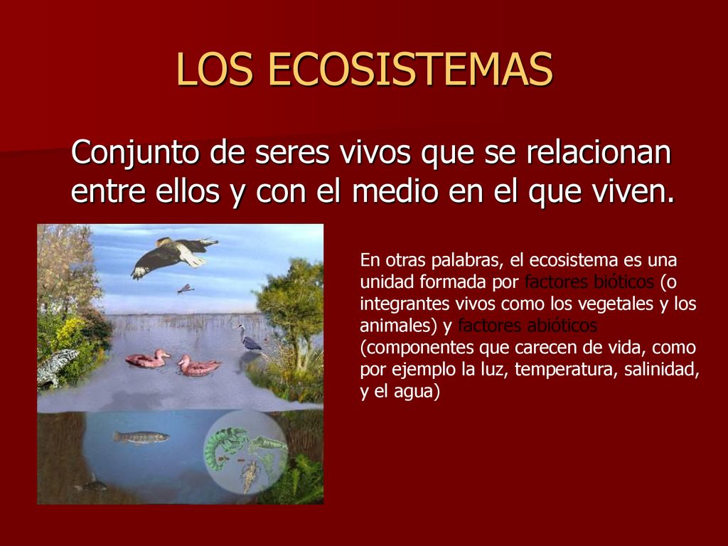 LOS ECOSISTEMAS Conjunto de seres vivos que se relacionan entre ellos y con el medio en el que viven.