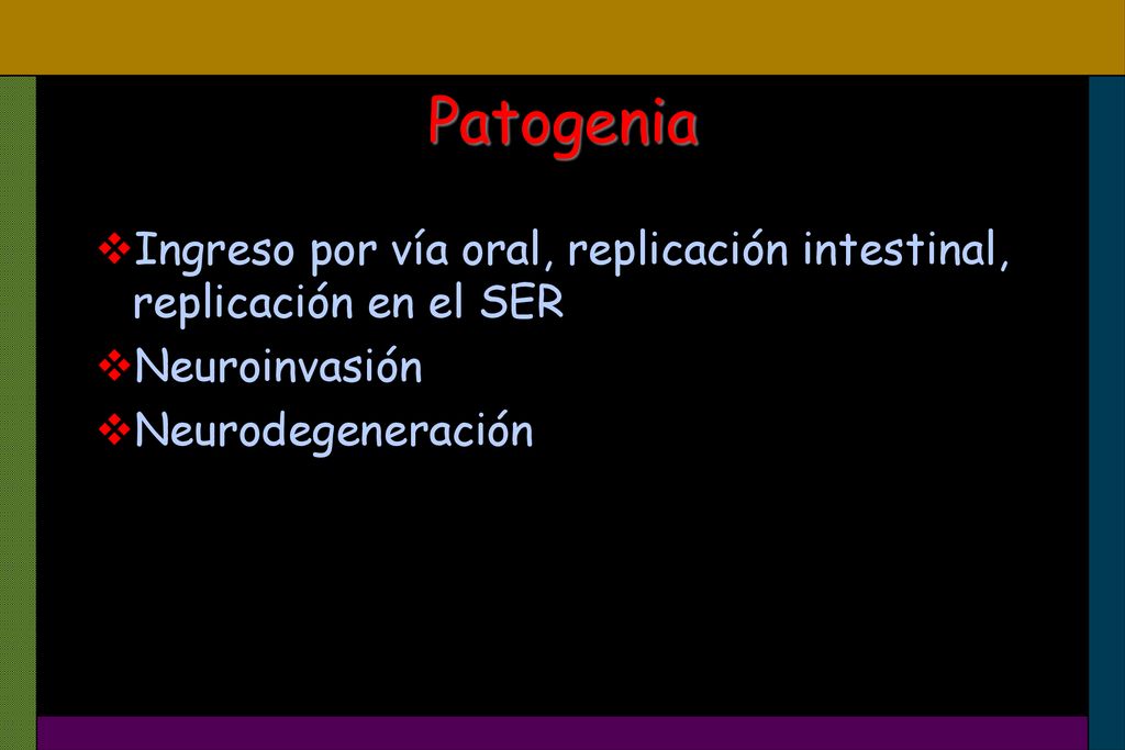 Patogenia Ingreso por vía oral, replicación intestinal, replicación en el SER.