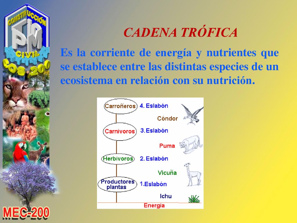 CADENA TRÓFICA Es la corriente de energía y nutrientes que se establece entre las distintas especies de un ecosistema en relación con su nutrición.