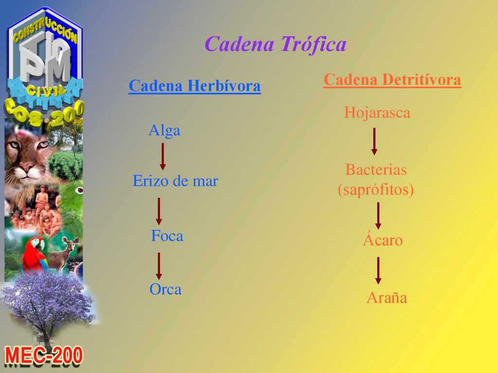 Cadena Trófica Cadena Detritívora Cadena Herbívora Hojarasca Alga