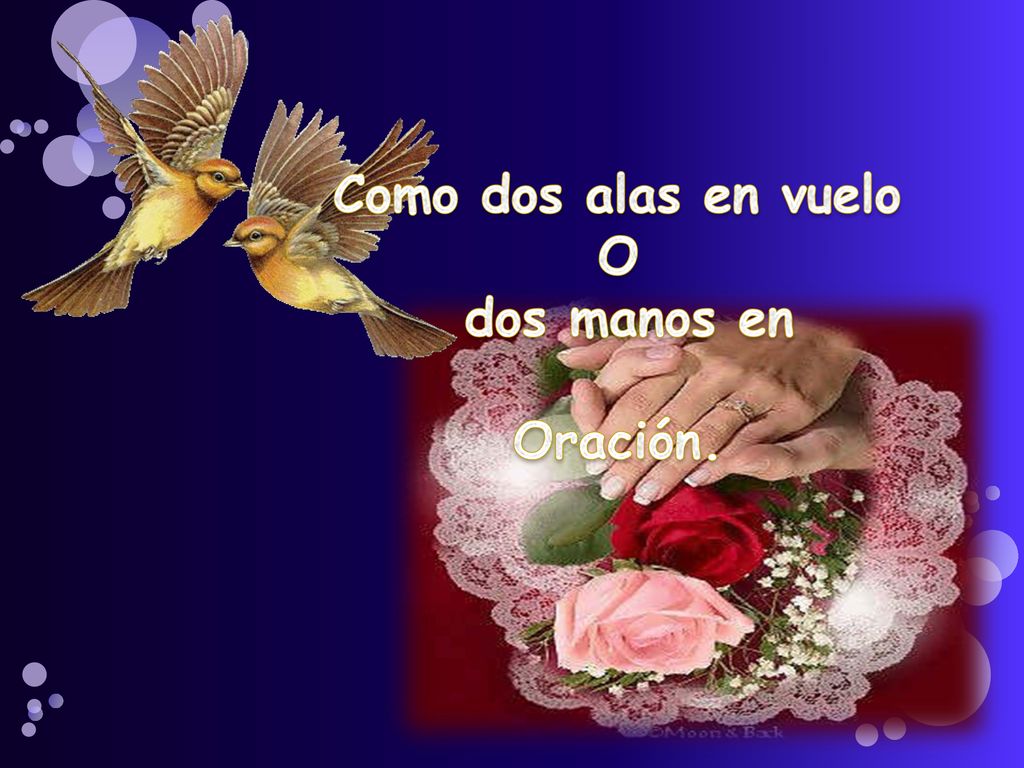 Como dos alas en vuelo O dos manos en Oración.